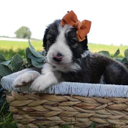 Sunny - Sable female Bordoodle puppy in Ashland, Ohio from Cherry Blossom Doodles