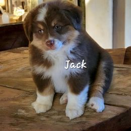 Miniature American Shepherd and Miniature Australian Shepherd Puppies from Cane Creek Aussies