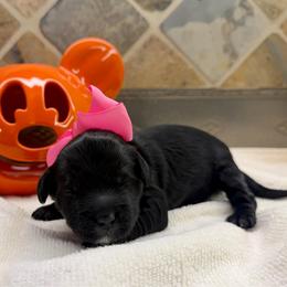 Becca (F2bb pink girl) - Black and white female Aussiedoodle puppy in Midlothian, Texas from Gray Doodles