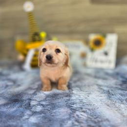Pongo - Cream male Dachshund puppy in Indianapolis, Indiana from Homegrown Hoosier Dachshunds