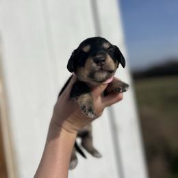 Dixie - Black and cream female Dachshund puppy in Nashville, Arkansas from Cuddles n Curls