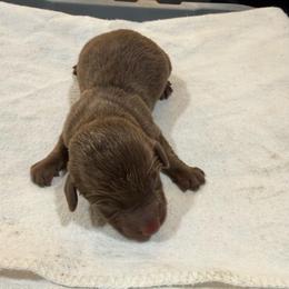 Chocolate Male 2 - Chocolate male Dachshund puppy in Apopka, Florida from The HotDog Stand