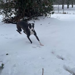 Zula - Italian Greyhound