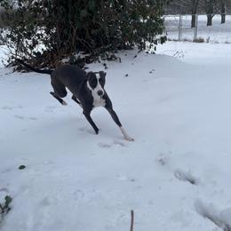 Zula - Italian Greyhound