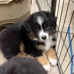 Blue Collar - Blueberry - Black tri male Miniature American Shepherd puppy in Enumclaw, Washington from Mount Peak Mini American Shepherds