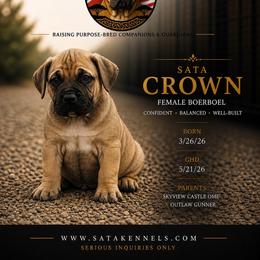 Crown (Orange) - Fawn female Boerboel puppy in Delta, Colorado from SATA Kennels
