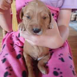 Yellow - Dark golden female Golden Retriever puppy in Lanesboro, Minnesota from Eagle Ridge Golden Retrievers