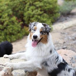 Potter - Blue merle male Australian Shepherd puppy in Lakewood, California from Cloud Nine Kennel
