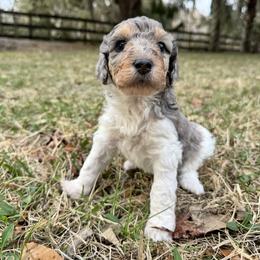 Pearl - Merle female Goldendoodle puppy in Ocala, Florida from The Treasured Puppies Department