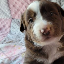 Border Collies from Kate Gresham