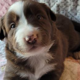Border Collies from Kate Gresham