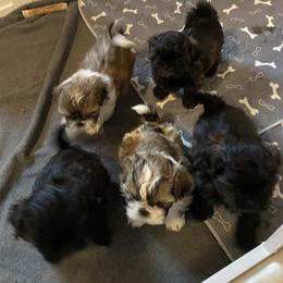 Shih Tzu Puppies from Joseph Franke