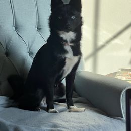 Pomsky Puppies from Wolfpack Pomskies