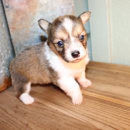Girl 1 - Red female Pembroke Welsh Corgi puppy in Missouri from Cooler Farms Corgis