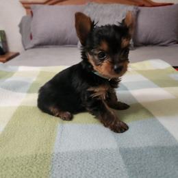 Piston - Black and tan male Yorkshire Terrier puppy in Sidney, Ohio from Little Yorkie World