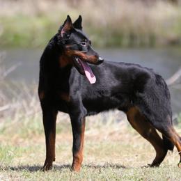 Adalwolf - 5350 - Black and rust male Beauceron puppy in Rockwall, Texas from Elitehaus