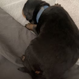 Rottweiler Puppies from GrowlHausRotts