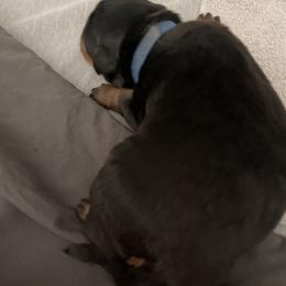 Rottweiler Puppies from GrowlHausRotts