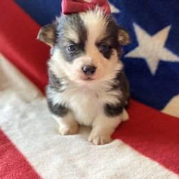 Pembroke Welsh Corgi Puppies from Cactus Corgis