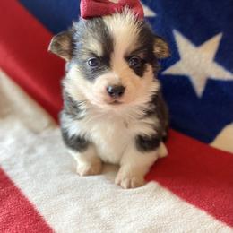 Pembroke Welsh Corgi Puppies from Cactus Corgis