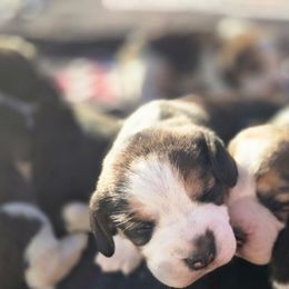 Beagle puppies from StormyDaze Labradors & Beagles