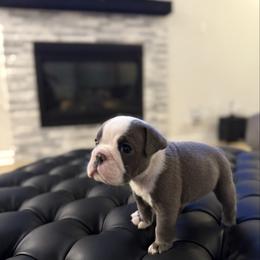 Nico - Blue tri-color male Bulldog puppy in Rockwall, Texas from Lulu’s EB Babies