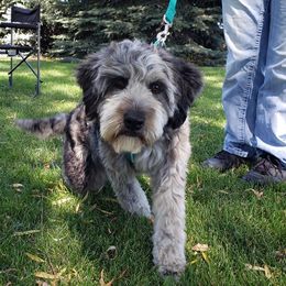 Izzy - Aussiedoodle