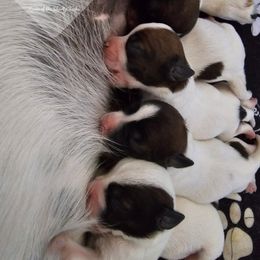 Russell Terrier Puppies from Hanna Kirkpatrick