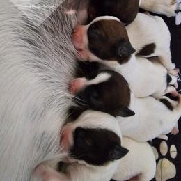 Russell Terrier Puppies from Hanna Kirkpatrick
