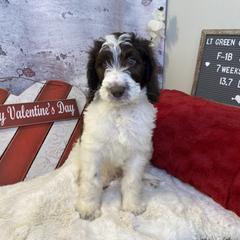 Saint Berdoodle Puppies from Single Barrel Doodles