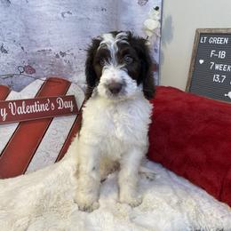 Saint Berdoodle Puppies from Single Barrel Doodles