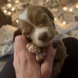 Light blue collar - Parti male Goldendoodle puppy in Trenton, Tennessee from Pickard’s country Golden doodles