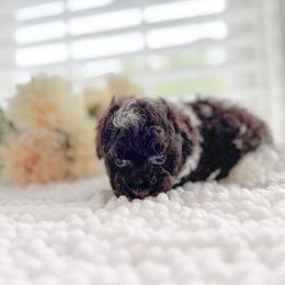 Bambi - Parti female Poodle puppy in Chapel Hill, North Carolina from Cyndi’s Poodles