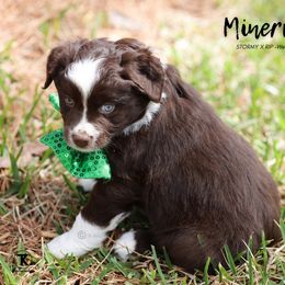 Australian Shepherd, Miniature American Shepherd, Miniature Australian Shepherd, and Toy Australian Shepherd Puppies from TK Standard, Mini, & Toy Aussies