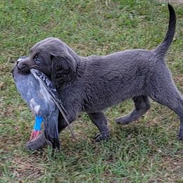 Weimaraner Puppies from Dreamweaver Weimaraners