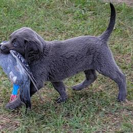 Weimaraner Puppies from Dreamweaver Weimaraners