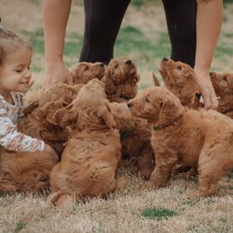 Goldendoodle Puppies from Abner Creek Doodles