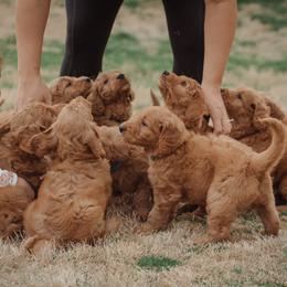 Goldendoodle Puppies from Abner Creek Doodles