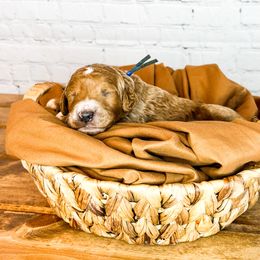 Bernedoodle and Goldendoodle Puppies from Larsen Litters