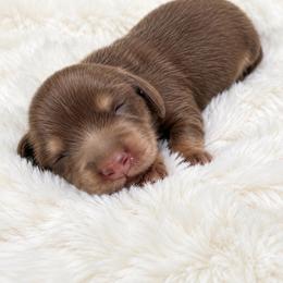 Oogie Boogie - Chocolate and cream male Dachshund puppy in Perris, California from THE DACH HOUSE ♡