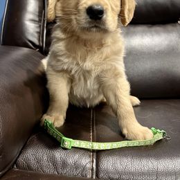 Golden Retriever Puppies from Renko Kennel