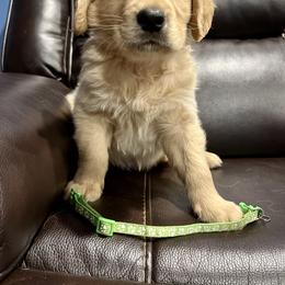 Golden Retriever Puppies from Renko Kennel