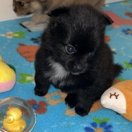 Emma - Black female Pomeranian puppy in Ocala, Florida from Roxy's Pomeranian Puppies