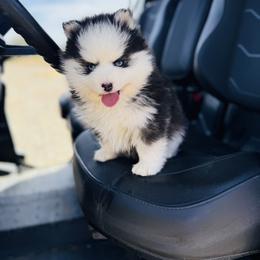 Steven - Black and white male Pomsky puppy in Yavapai County, Arizona from Pawsh Pomskies