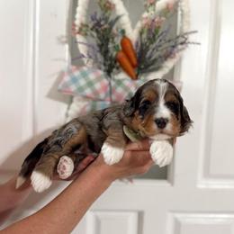 Bobble - Merle male Bernedoodle puppy in Payson, Utah from The Puppy Nest