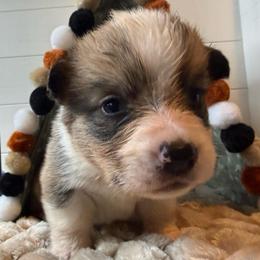 Sorrel - Red male American Corgi puppy in Scottown, Ohio from Wyndy Ridge Corgis