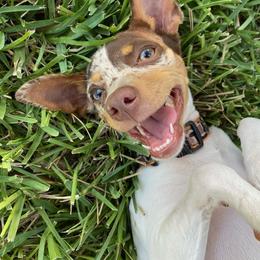 Rat Terrier Puppies from CaliRats Rat Terriers