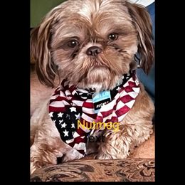 Nutmeg - Shih Tzu