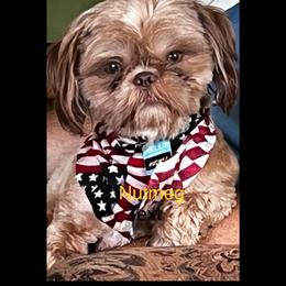 Nutmeg - Shih Tzu
