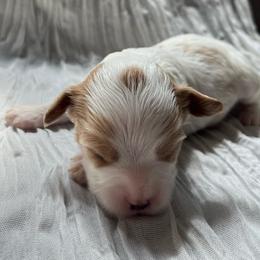 Chestnut - Blenheim male Cavapoo puppy in Bloomfield, New York from Campbell Cavapoos